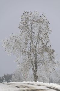 La Pierre Plantée